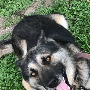 Meet your Posher, Guillermo